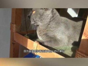 蓝猫大本猫营18岁以上专区：成年用户如何发现更多优质社交资源？