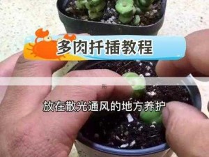 植物扦插繁殖技巧与优势：快速提升数量与品质的高效策略