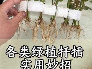 欧式扦插72法注意事项，助你绿植繁殖无忧