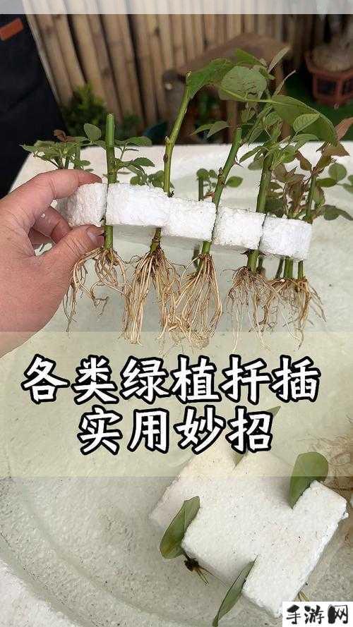 欧式扦插72法注意事项，助你绿植繁殖无忧