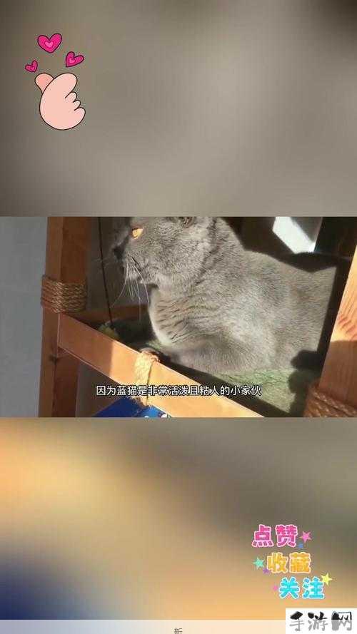 蓝猫大本猫营18岁以上专区：成年用户如何发现更多优质社交资源？