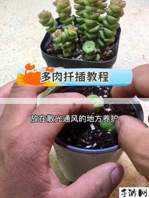 植物扦插繁殖技巧与优势：快速提升数量与品质的高效策略