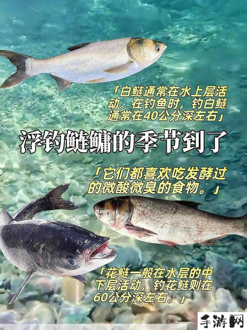 沙石镇时光大沙鲢怎么钓，钓大沙鲢技巧攻略的重要性与策略